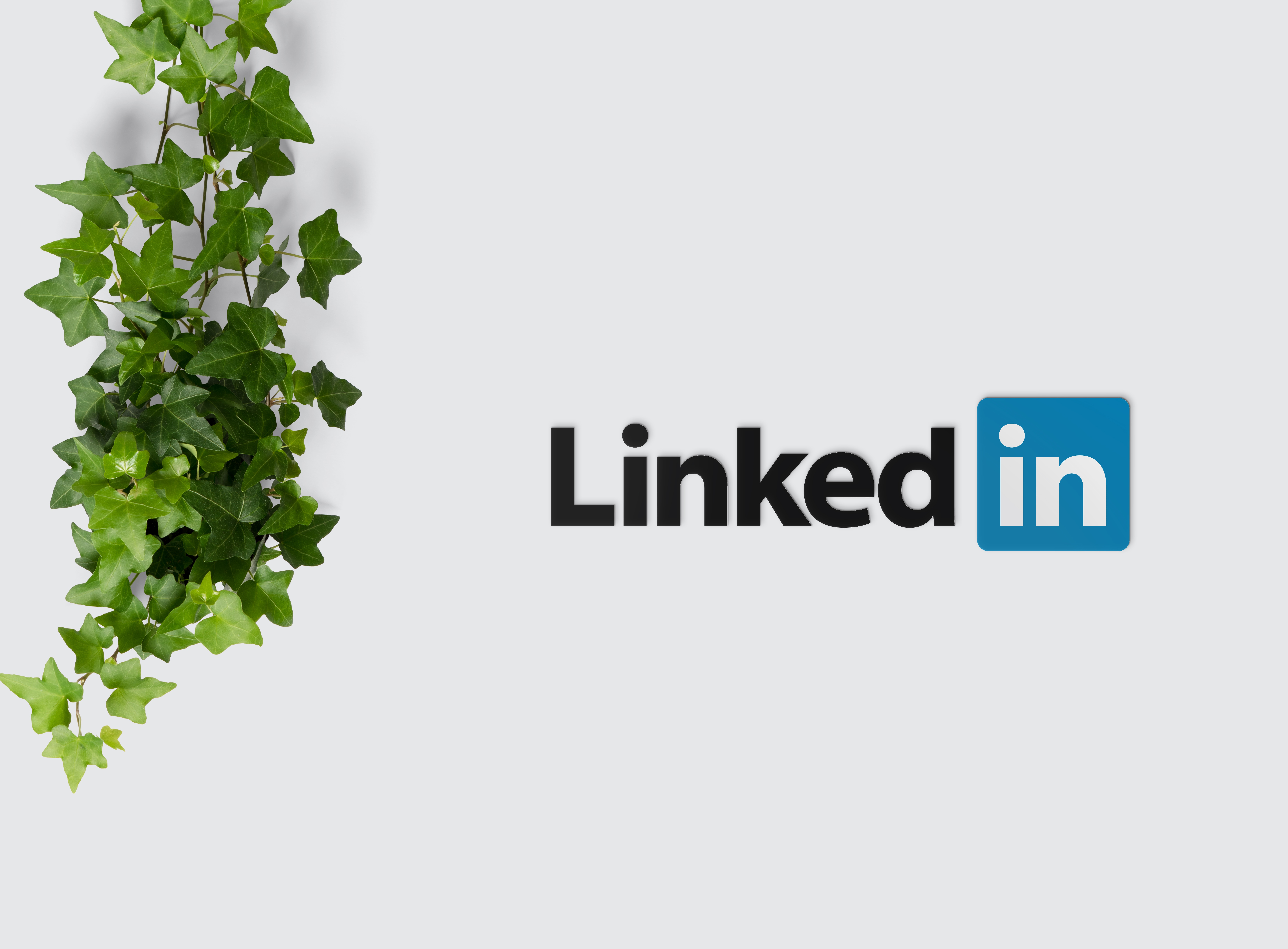green plant with white flowers